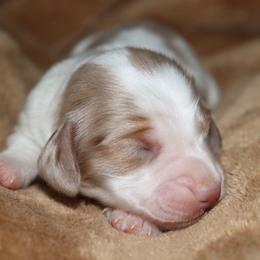 Chocolate and Tan Dapple Pie Male - Dapple male Dachshund puppy in Pontotoc, Mississippi from Doubletake Doodles & Dachshunds