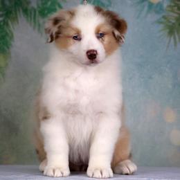 Mimosa - Red merle female Australian Shepherd puppy in Springville, New York from RisingStar Australian Shepherds
