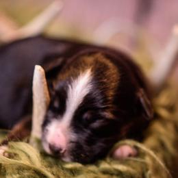 Perry - Black tri male Miniature Australian Shepherd puppy in Romney, West Virginia from South Branch Mini Aussies