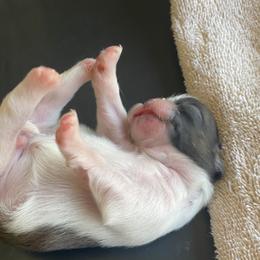 Shih Tzu Puppies from Willow Lane Shih Tzus