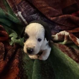 Willow - Black tri female Miniature Australian Shepherd puppy in Rensselaer, Indiana from Geri's Dogs