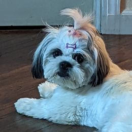 Brownie - Shih Tzu