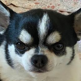 Briards and Chihuahuas from Hashtag Chihuahuas
