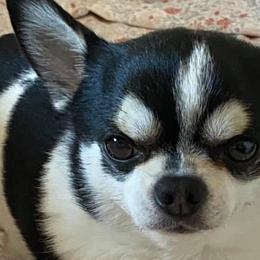 Briards and Chihuahuas from Hashtag Chihuahuas