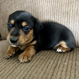 Davey - Black and tan male Dachshund puppy in Brave, Pennsylvania from Small Tales Farm