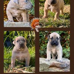 2nd Pick - Red male Boerboel puppy in Pennsylvania from Cold River Boerboels