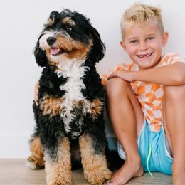 Moki - Bernedoodle