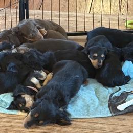 Dachshund Puppies from Barks and Burrows