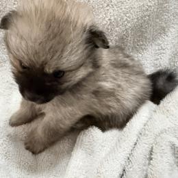 Girl 1 - Black female Pomeranian puppy in Conroe, Texas from Maxi’s Poms, LLC