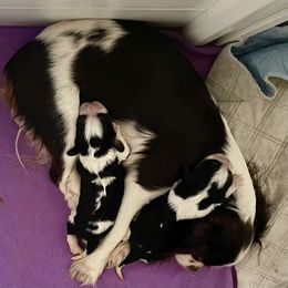 Chip - Tri-color male Cavalier King Charles Spaniel puppy in Spring Hill, Florida from Wonderland Cavaliers