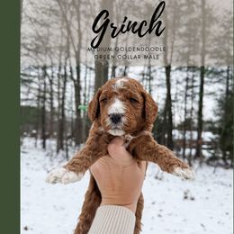 Grinch - Red  male Goldendoodle puppy in Brookville, Pennsylvania from Woodland Mountain Doodles