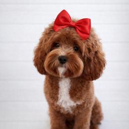 Cavapoo All Grown Up from Lesley Payne