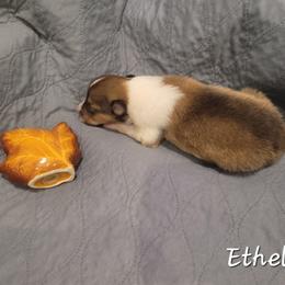 Ethal - Sable and white female Collie puppy in Mattoon, Illinois from Gold Leaf Collies