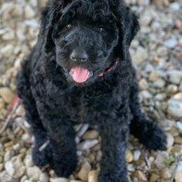 Goldendoodle and Labradoodle Puppies from Sugar Fig Kennel