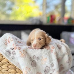 Pumpkin Pie - Piebald male Dachshund puppy in Greenville, North Carolina from The Gorman Farms