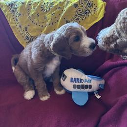 Yellow collar - Yuma (Mexico) - Apricot male Goldendoodle puppy in West Sacramento, California from Pomegranate Doodles