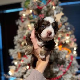 Denali - male Australian Mountain Doodle puppy in Inola, Oklahoma from Blue Stem Companions