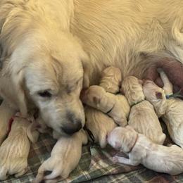 Alpine - Light golden male Golden Retriever puppy in Payette, Idaho from Stonewick Retrievers