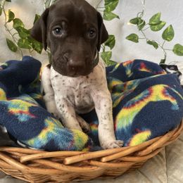 German Shorthaired Pointer and Jack Russell Terrier Puppies from Ivy Creek Kennels