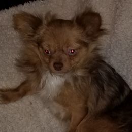 Chihuahuas from Hamby's Chihuahua's