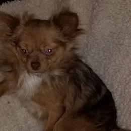 Chihuahuas from Hamby's Chihuahua's