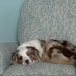 Koa  - Australian Shepherd