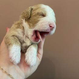 Sienna - Yellow and white female Bernedoodle puppy in Port Saint Lucie, Florida from Eastside Paws LLC