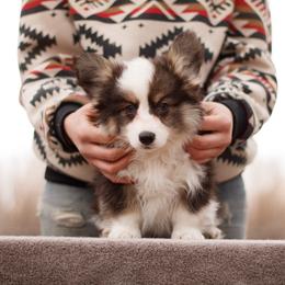 Boy 3 - Black and tan male Pembroke Welsh Corgi puppy in La Grange, Wyoming from Merrygold Corgis
