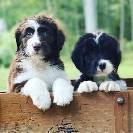 Bordoodle puppies from Borders of Eby Eden