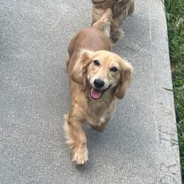 Charlie - Dachshund