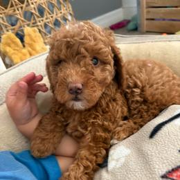 Joy - Apricot female Goldendoodle puppy in Brooksville, Florida from Abby’s Standard Goldendoodles
