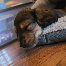 Dachshund Puppies from Tumbleweed Dachshunds