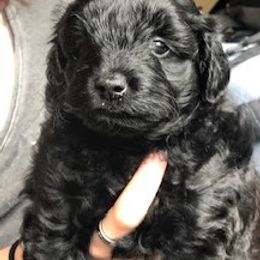 Aussiedoodle Puppies from Little Wonders Aussiedoodles