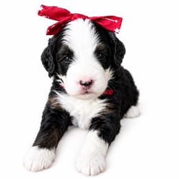 Ambrosia - Tri-color female Bernedoodle puppy in Atwood, Oklahoma from Luxe Doodle Haven