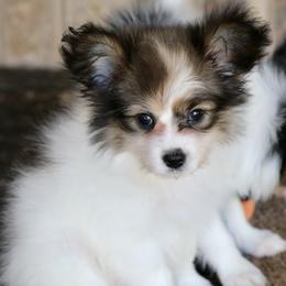Sofiya - White black and tan female Papillon puppy in Boardman, Ohio from Taliaferro Kennel