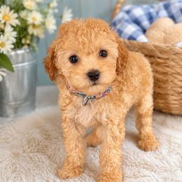 Kai - Red  male Poodle puppy in Wharton, Texas from In the Red Poodles