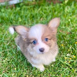 Harlo - Blue female Pembroke Welsh Corgi puppy in Hueytown, Alabama from AAA Corgis
