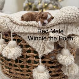 Winnie the Pooh - Red  male Goldendoodle puppy in Springville, Utah from JW Doodles