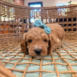 Azalea teal collar - Apricot female Goldendoodle puppy in Shingle Springs, California from Creamy Retrievers