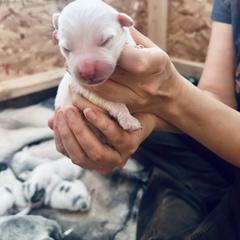 Boy 4 - Colorado Mountain Dog puppy from Stormy Heights Homestead