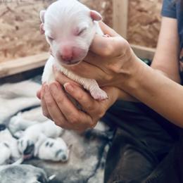 Boy 4 - Colorado Mountain Dog puppy from Stormy Heights Homestead