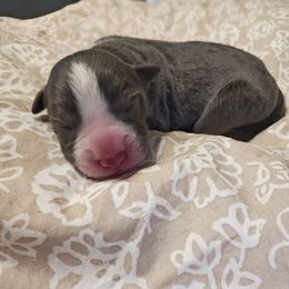 Mikey - Blue male Border Collie puppy in Fresno, California from Alpine Tails