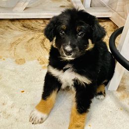 Black Tri Boy - Australian Shepherd puppy in Luverne, Minnesota from BL Black Family Australian Shepherds