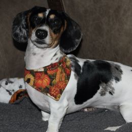 Dachshund All Grown Up from Mini Me Miniatures