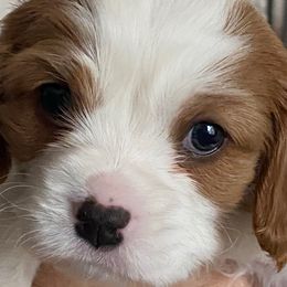 Wyatt - Blenheim male Cavalier King Charles Spaniel puppy in Toledo, Ohio from Hopewell Cavaliers