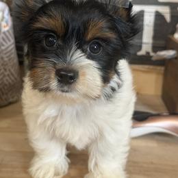 Biewer Terrier, Cavalier King Charles Spaniel, and Cavapoo Puppies from Happy Tails
