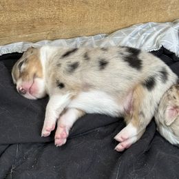 Striker - Blue merle male Australian Shepherd puppy in Brownfield, Maine from Misty Feather Aussies