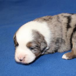Heath - Blue merle male Miniature American Shepherd puppy in Hillsdale, Michigan from Faithwalk Aussies and Mini American Shepherds
