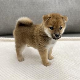 Miko - Red female Shiba Inu puppy in Houston, Texas from Sakura Blossom Shibas