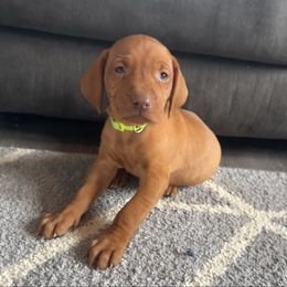 Female 5 - Golden rust female Vizsla puppy in Windsor, Maine from Pleasant Ridge